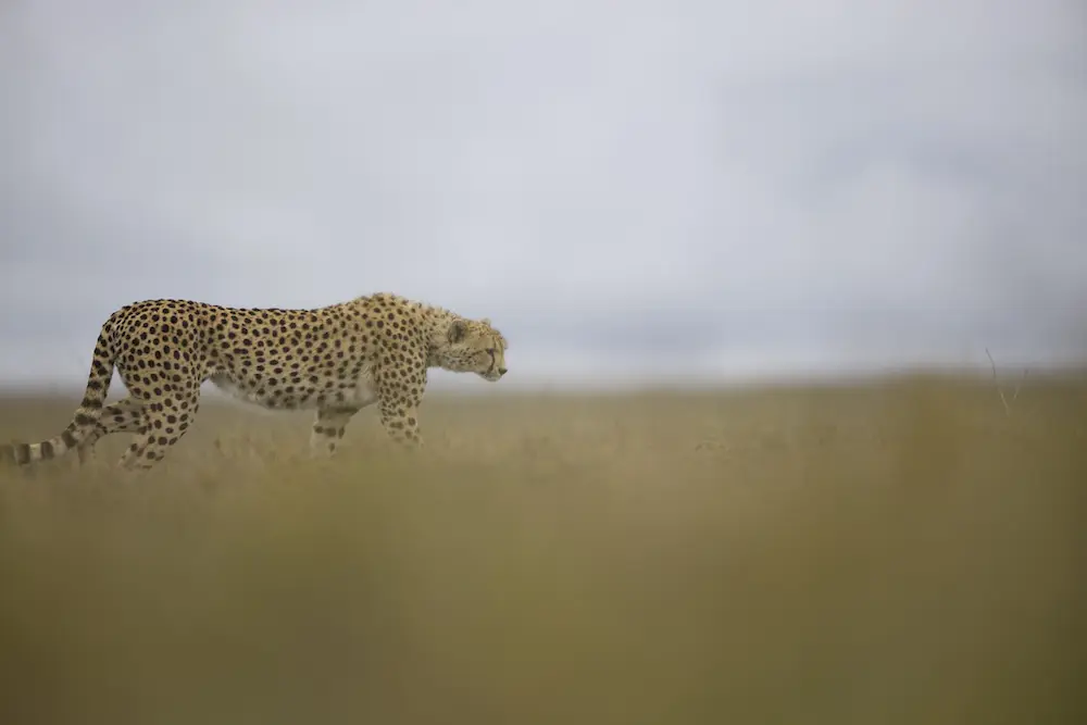 Serengeti wildlife cheetah