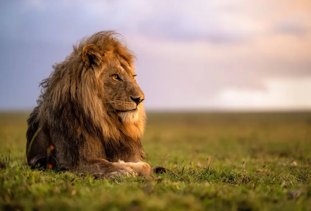 Serengeti wildlife lion