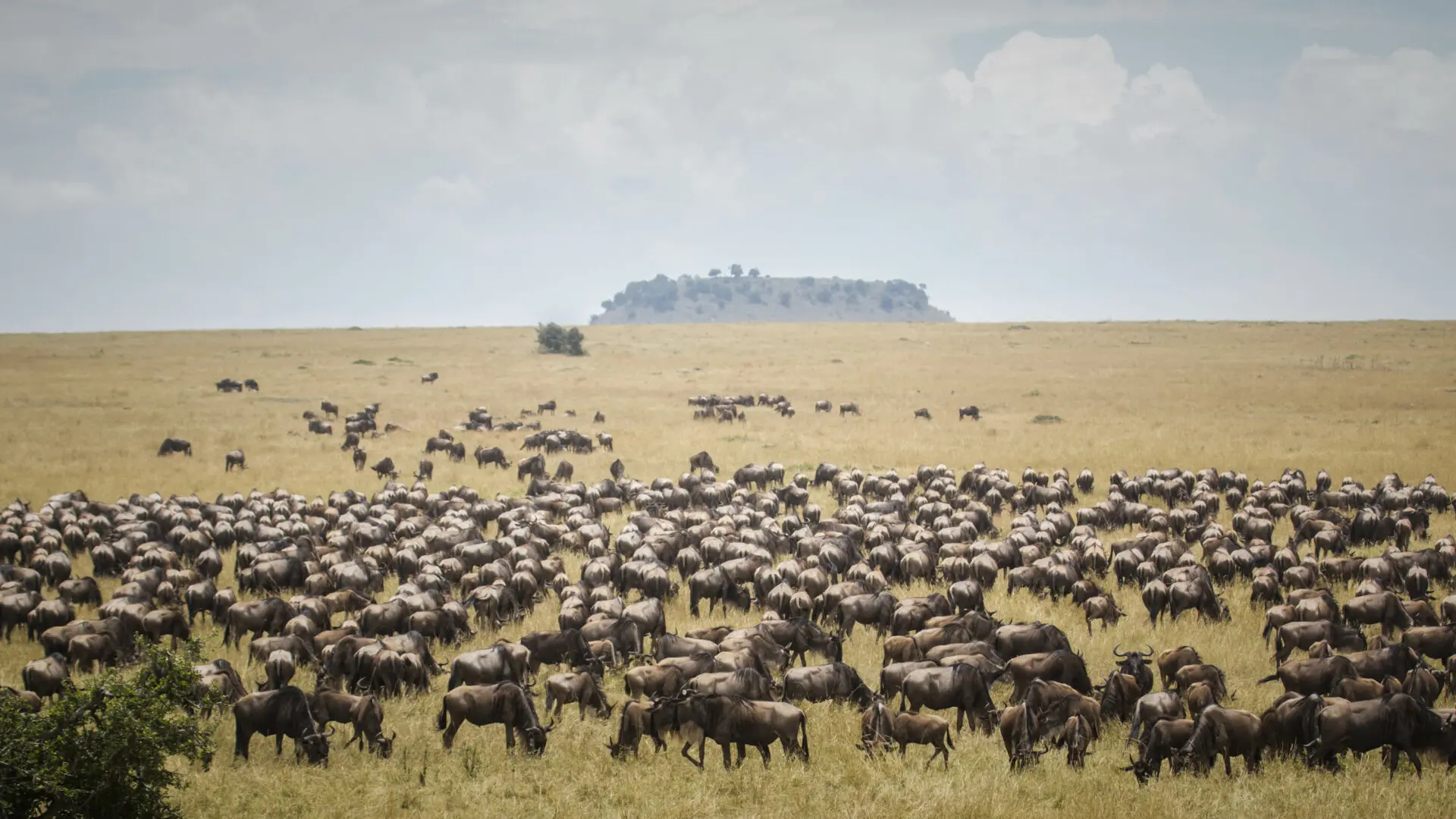 Serengeti wildlife wildebeest