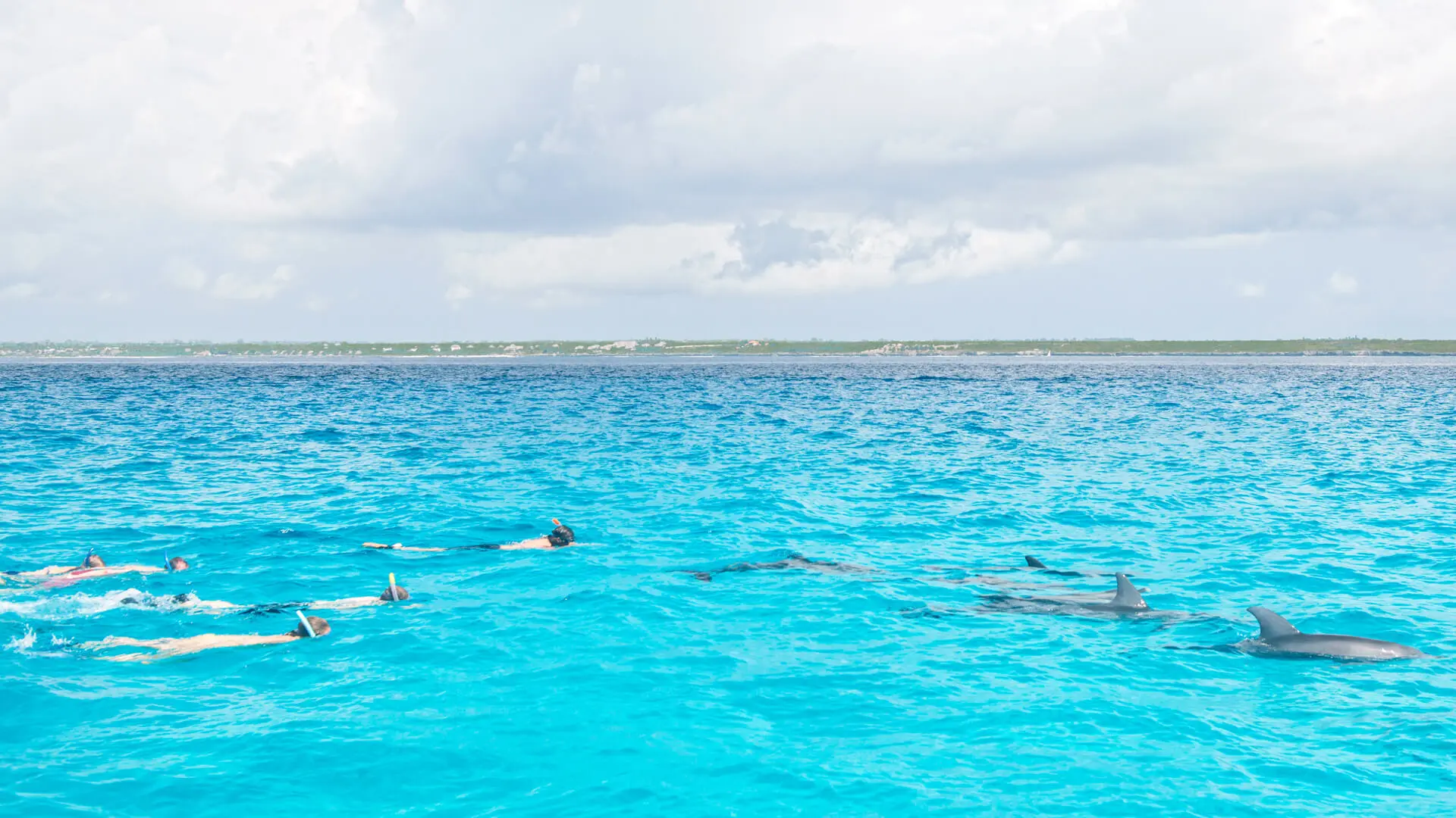 Guests swimming with dolphins in the warm Indian Ocean