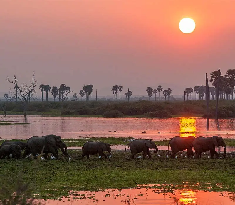 Southern Tanzania safari circuit