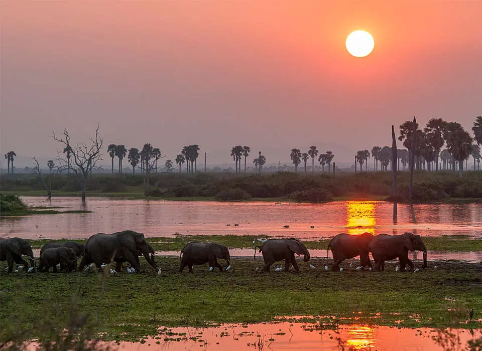Southern Tanzania safari circuit