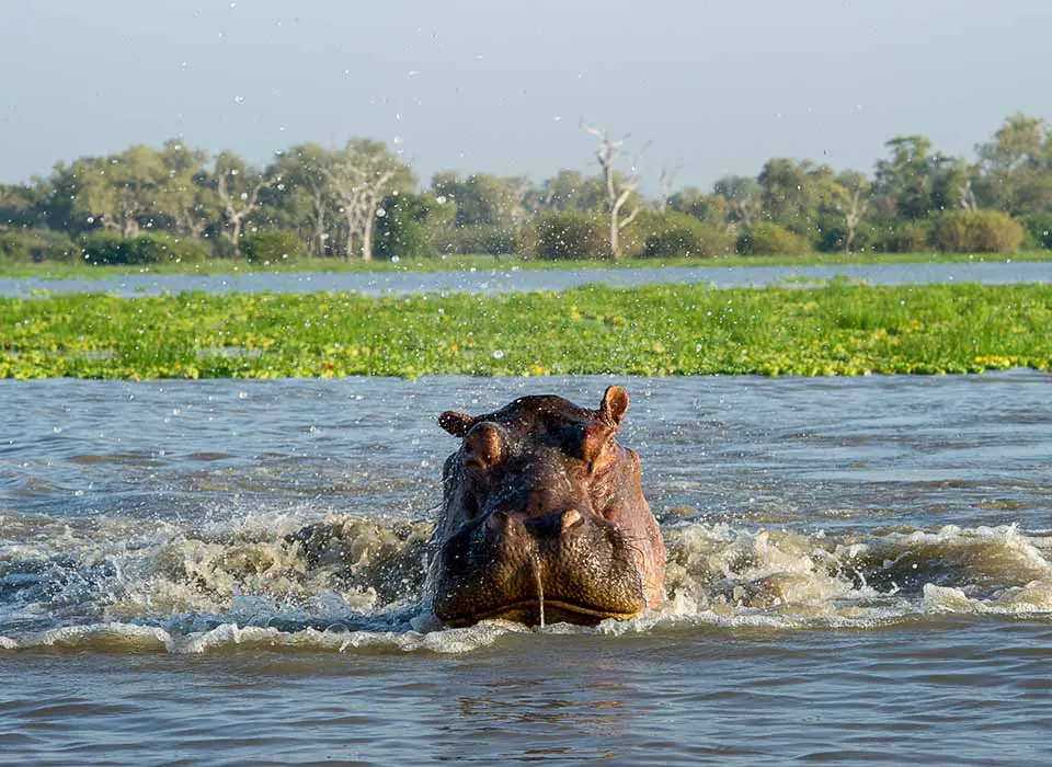 Southern Tanzania safari hippo