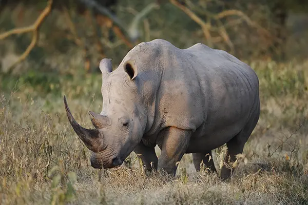 Southern white rhino