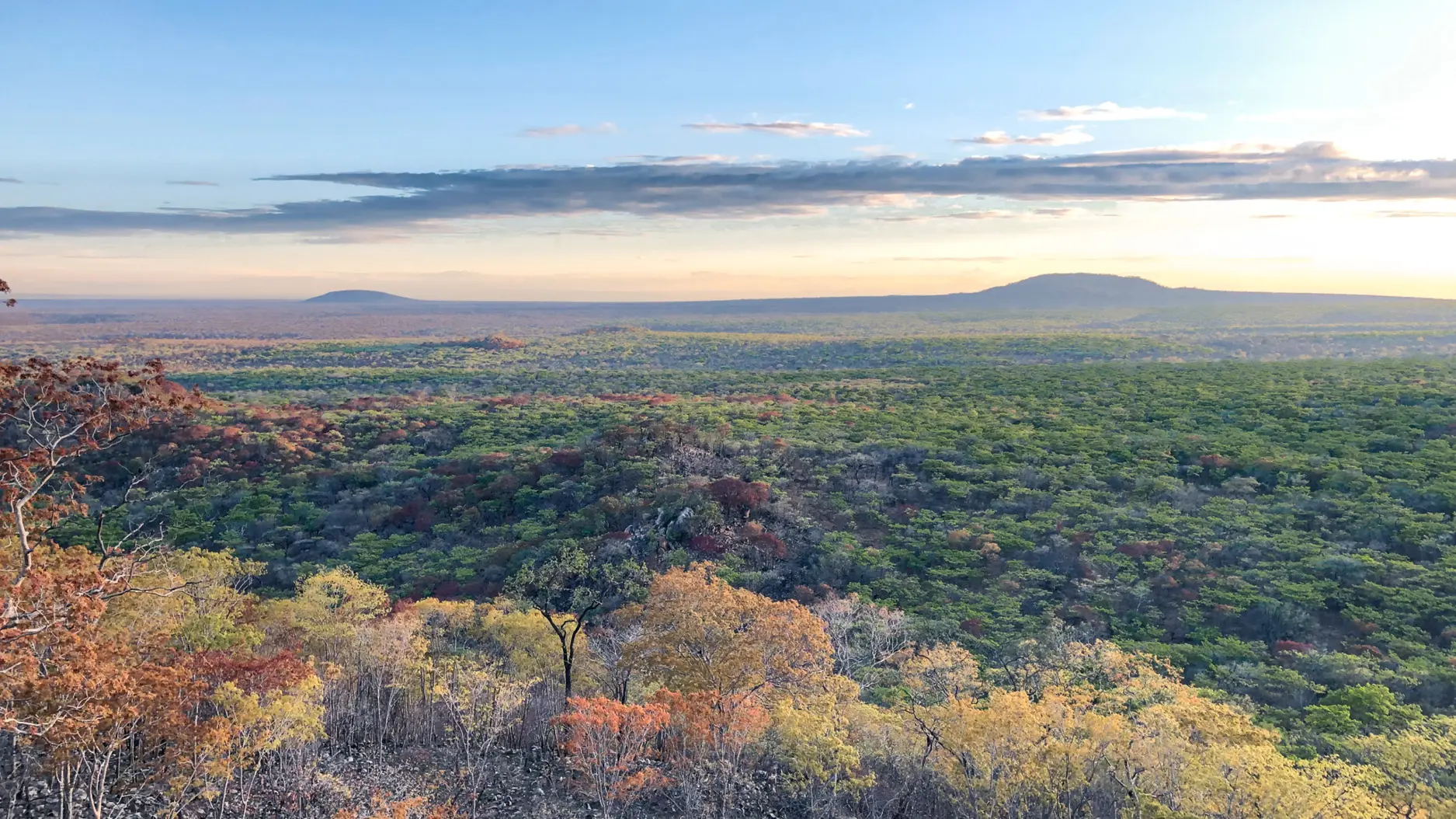 A view over the green treetops of Ruaha National Park as the morning mist evaporates