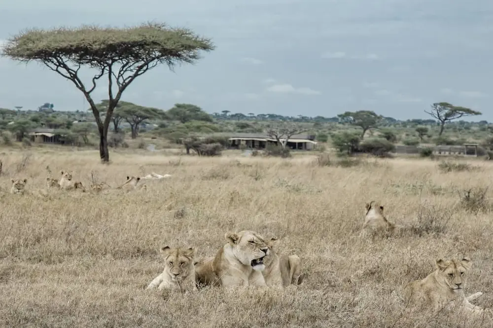 Namiri pride Namiri Plains 