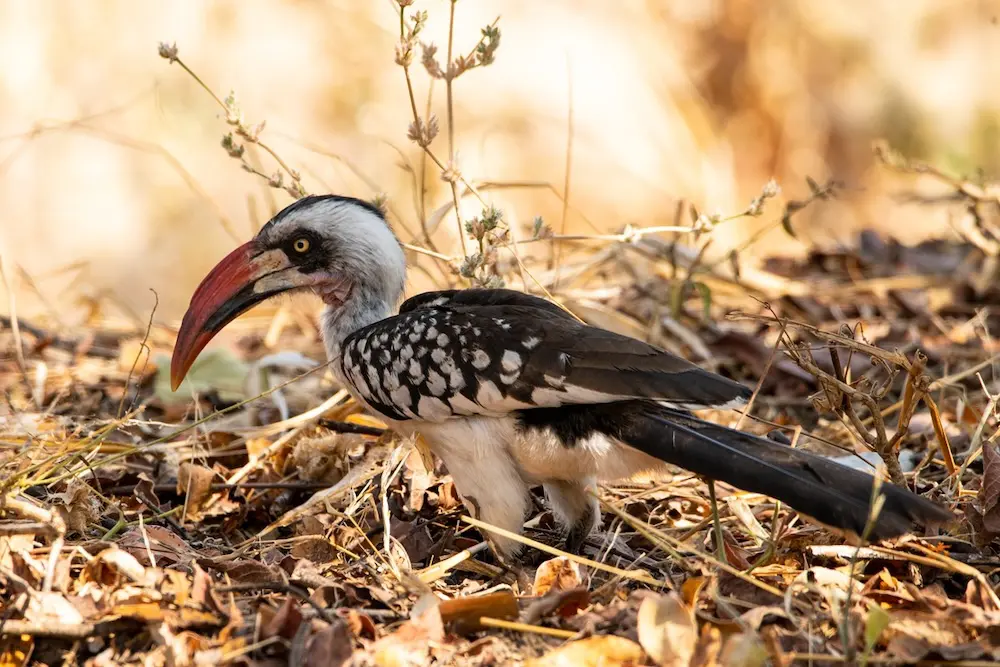 Ruaha Red Billed Hornbill
