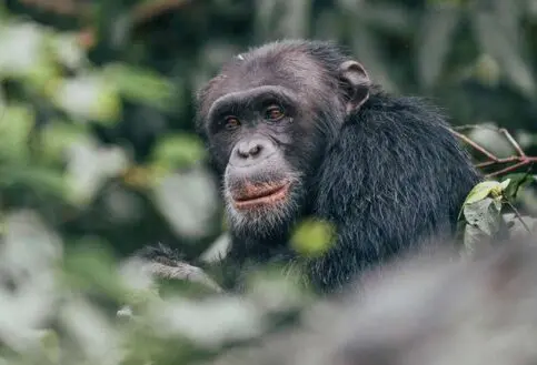 Chimpanzee Rubondo Island