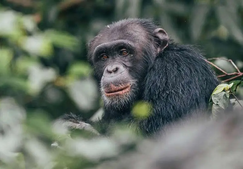 Chimpanzee Rubondo Island