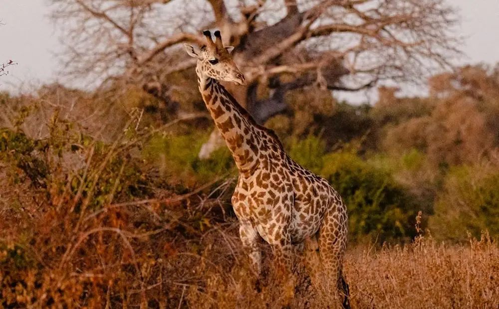 Giraffe Ruaha National Park