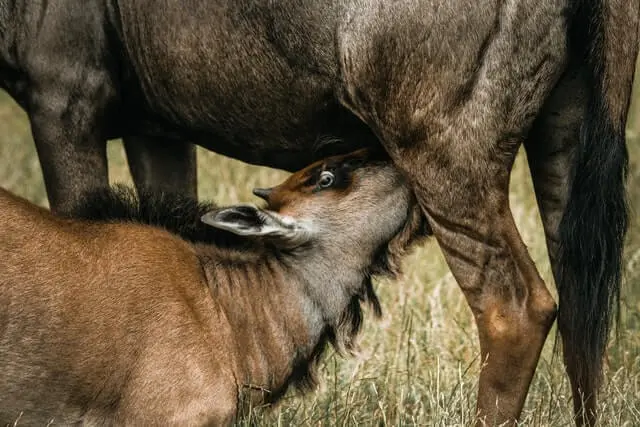 Wildebeest calf