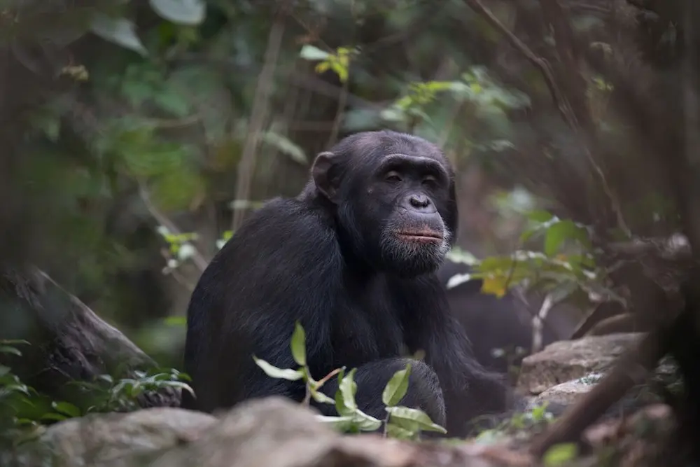 Chimpanzee trek Rubondo Island