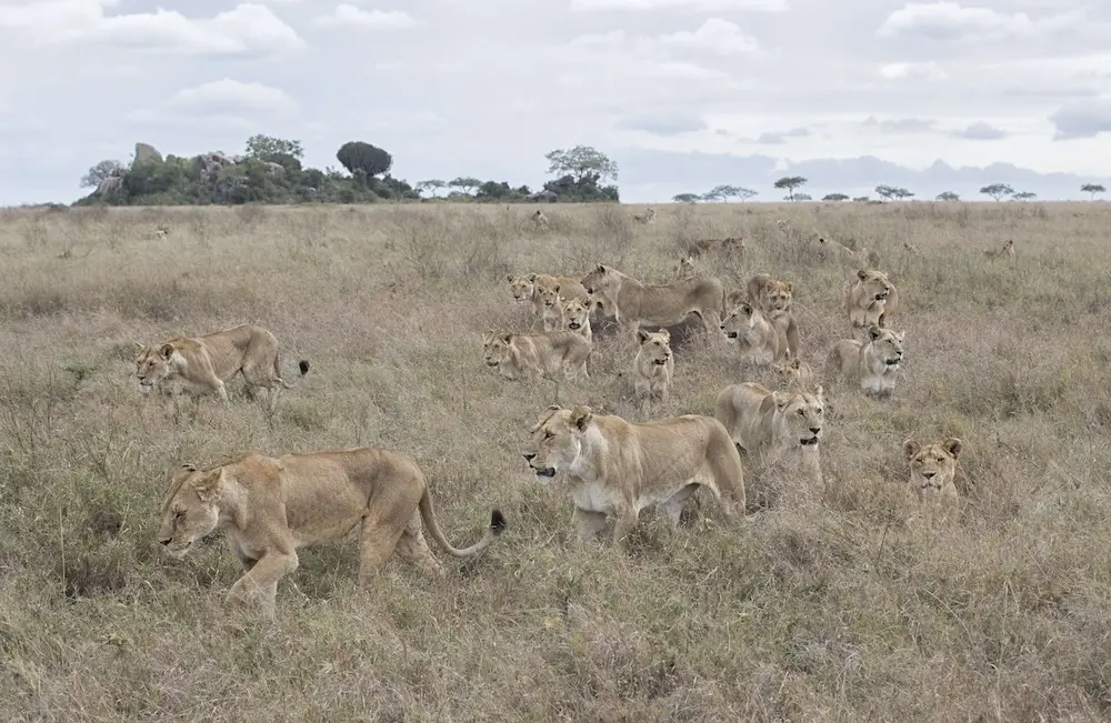 Super Pride lions