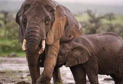 Masai Mara Game Reserve elephant
