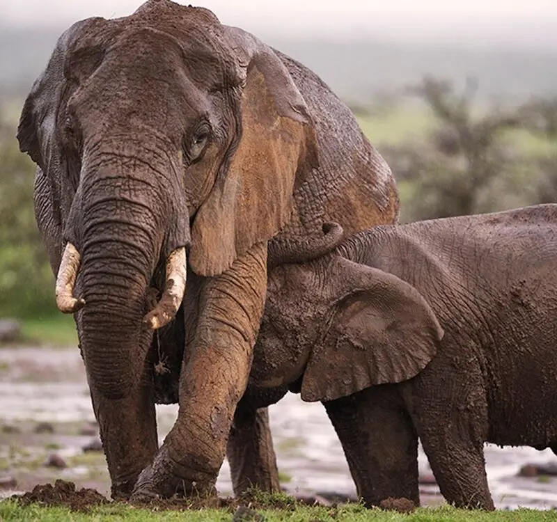 Masai Mara Game Reserve elephant