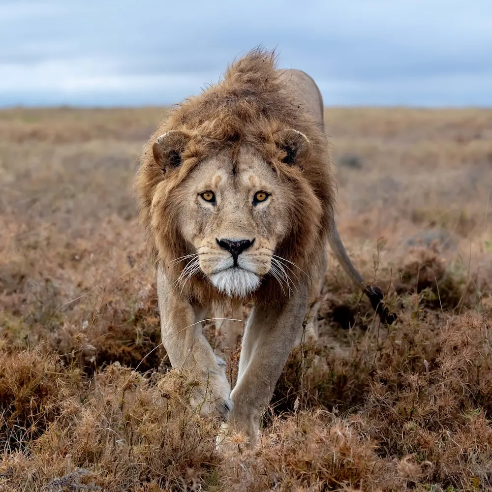 Bob Junior Kibumbu lion pride 