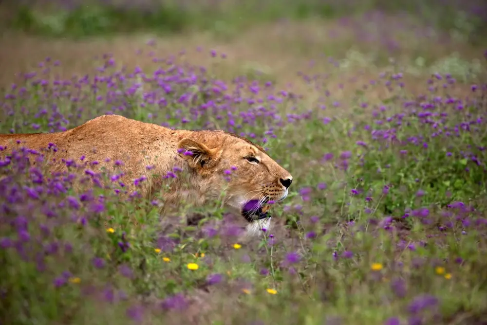 Green season safari Kenya