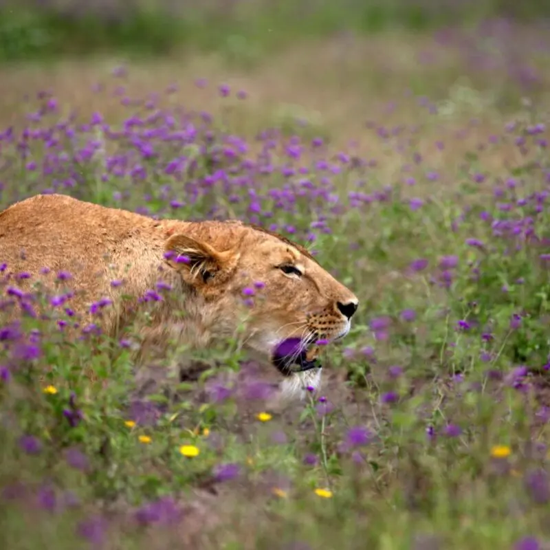 Lion green season East Africa