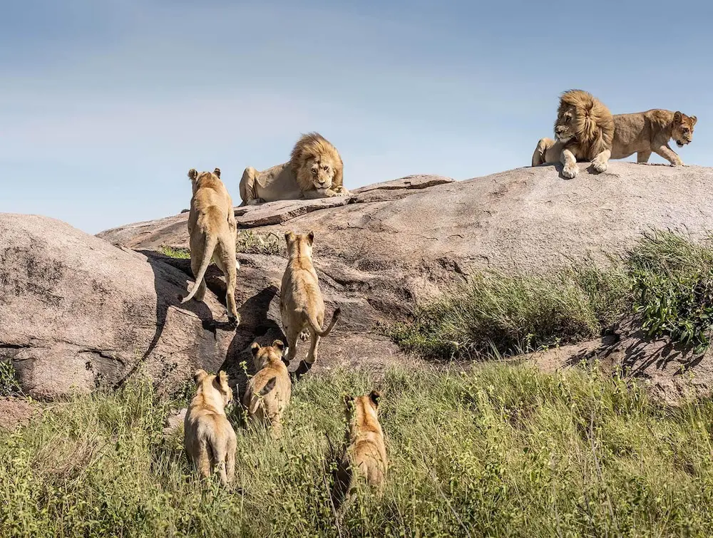 Kibumbu pride lions