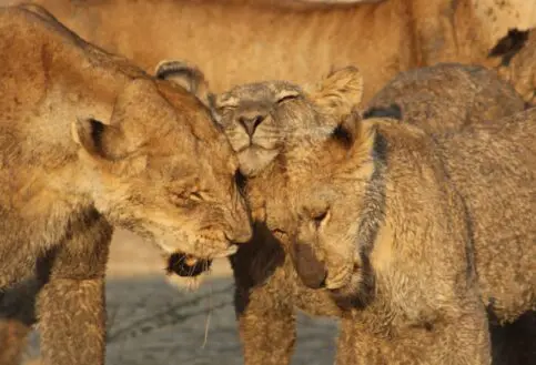 Lions Ruaha National Park