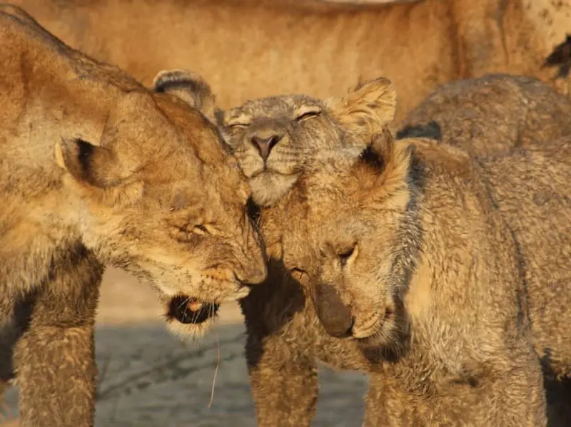Lions Ruaha National Park