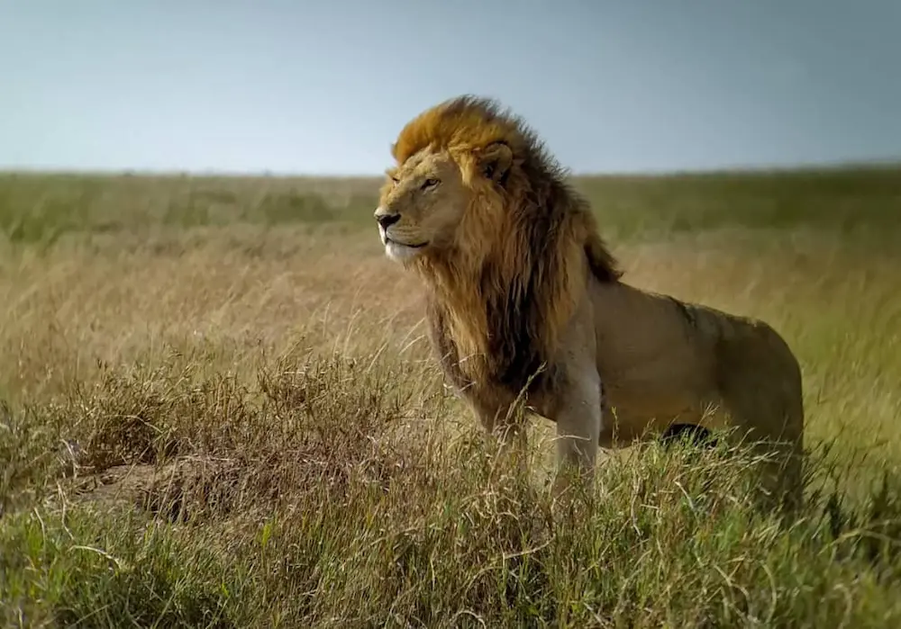 Marley Kibumbu lion pride 