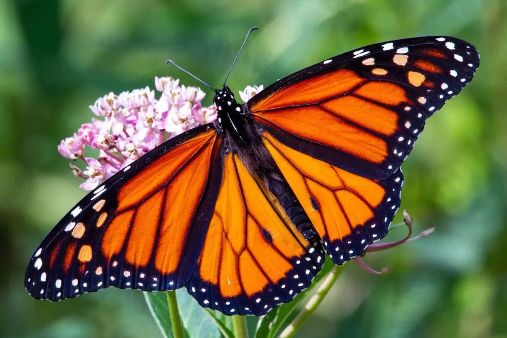 Monarch butterfly migration