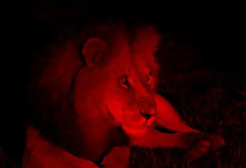 Lion night drive Ruaha National Park