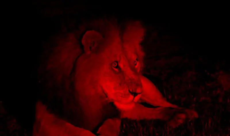 Lion night drive Ruaha National Park