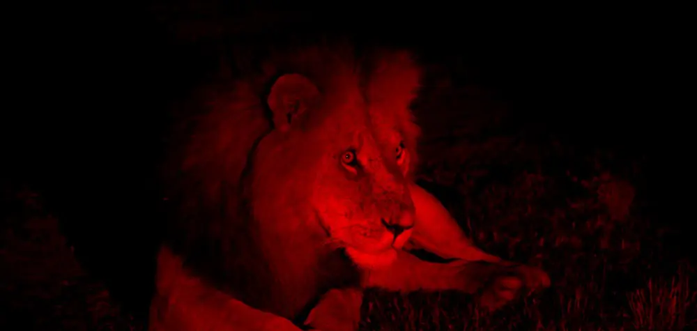 Lion night drive Ruaha National Park