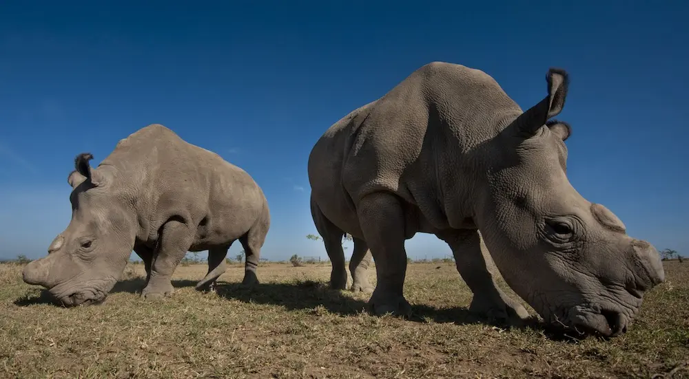 Rhino Ol Pejeta Conservancy