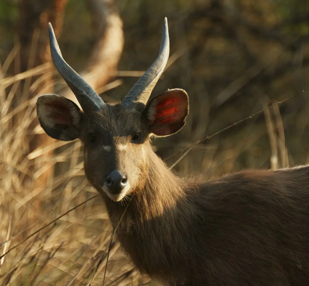 Rubondo Island sitatunga