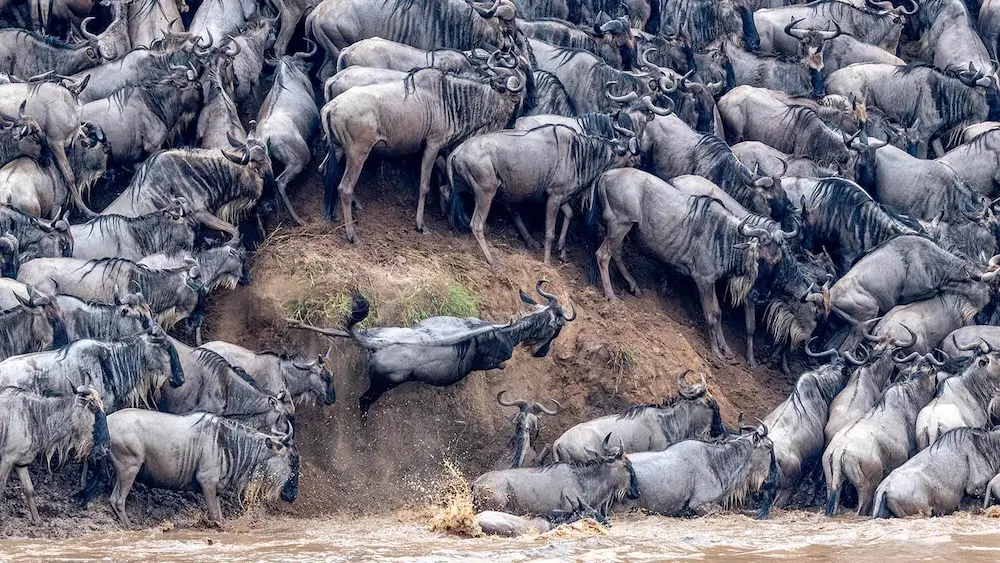 Wildebeest river crossing Tanzania