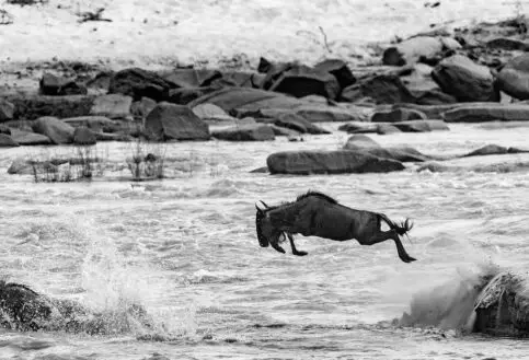 Wildebeest river crossing
