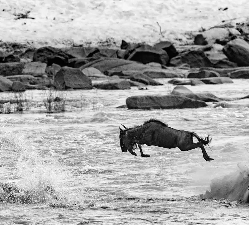 Wildebeest river crossing