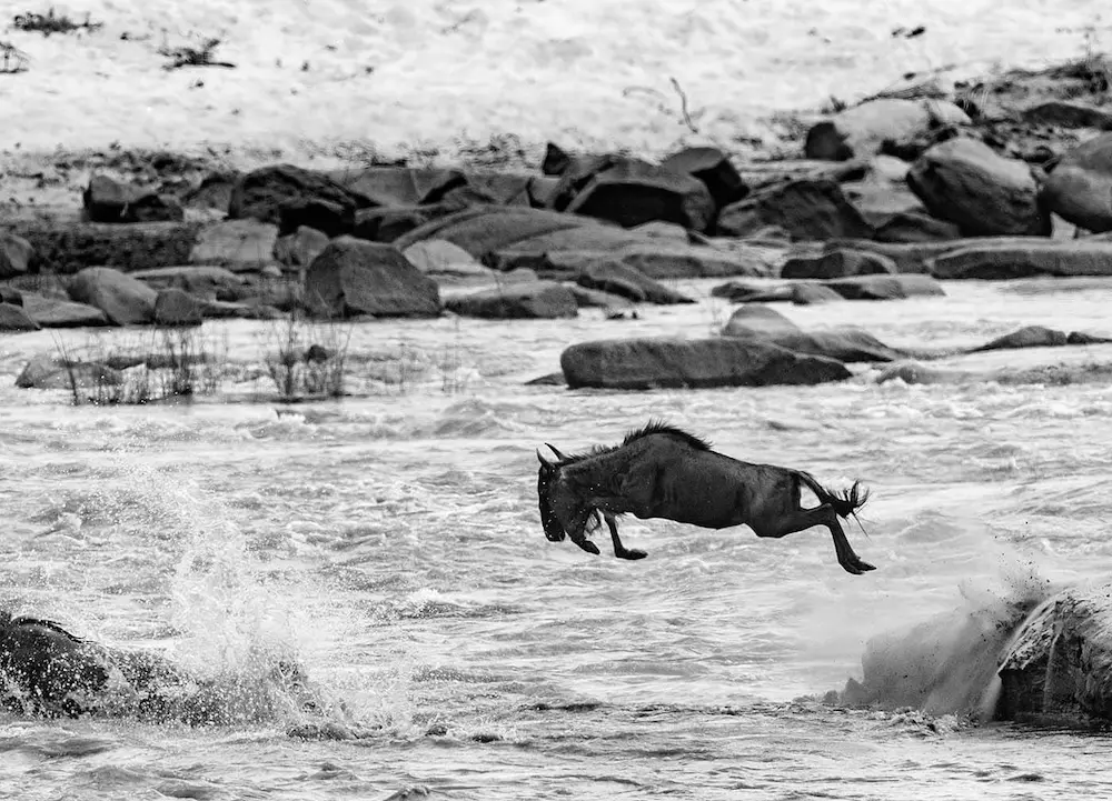 Wildebeest river crossing