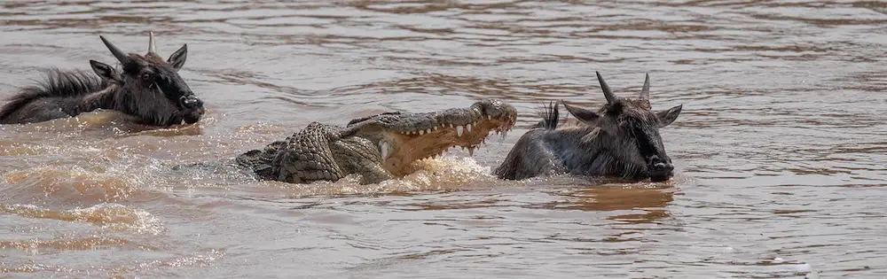 Wildebeest and crocodile river crossing