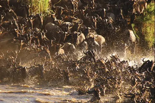 when to see river-crossings
