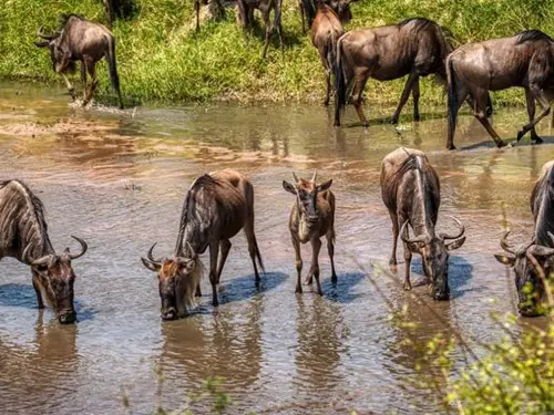 wildebeest-calving-season