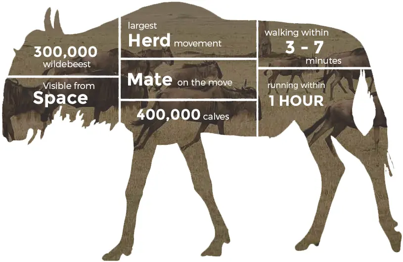 Wildebeest Migration infographic