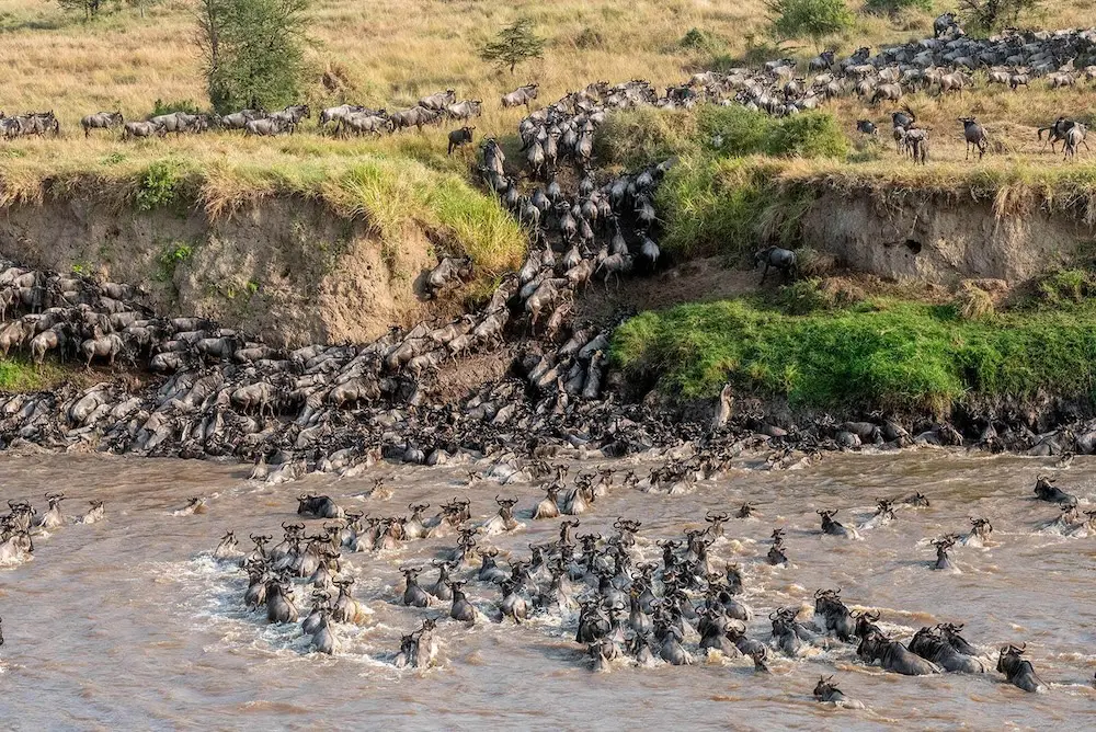 Great Migration river crossing wildebeest