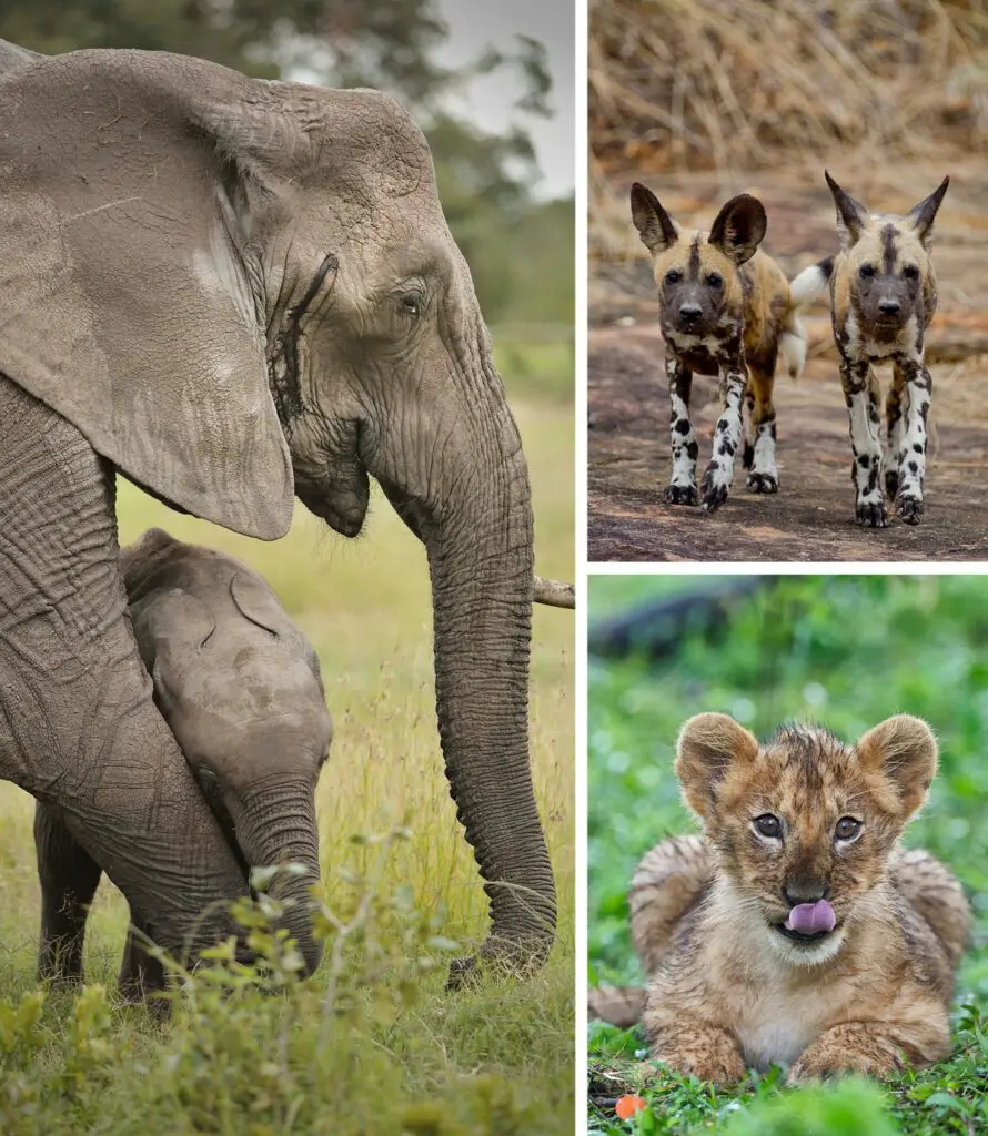 Baby animals green season East Africa 