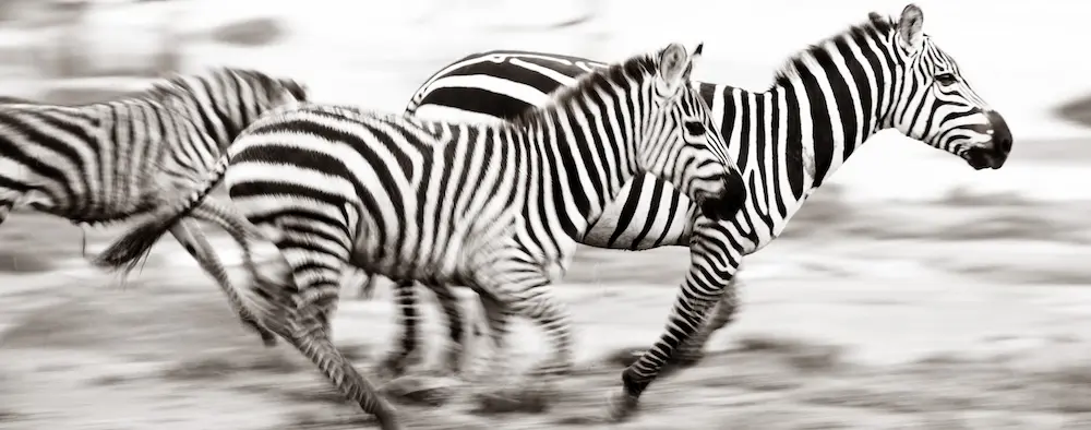 Zebras Great Migration
