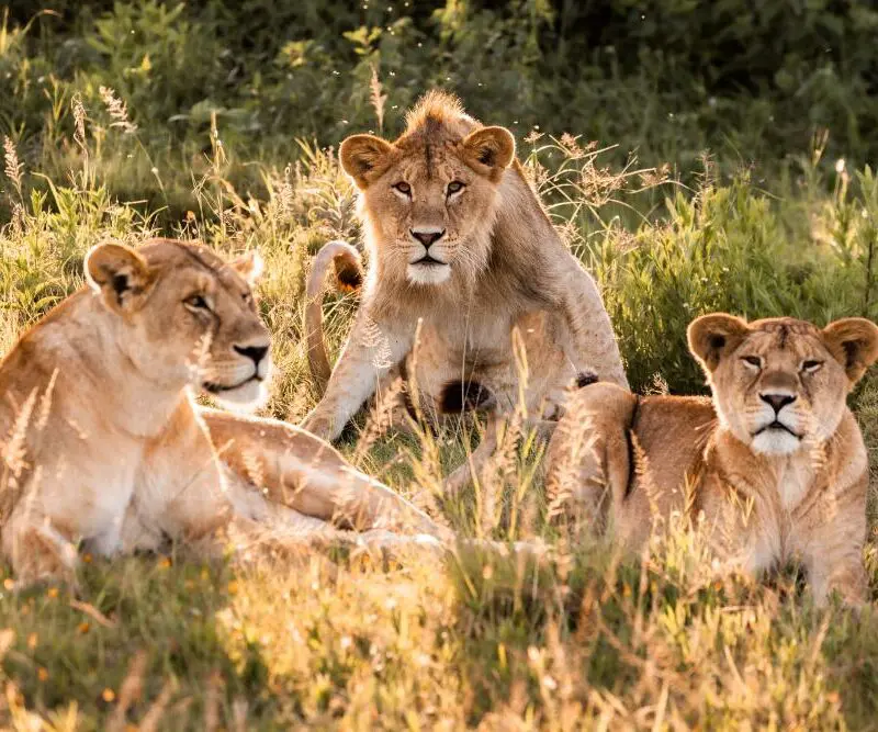A lioness and her sub-adult cubs in some beautiful afternoon light.
