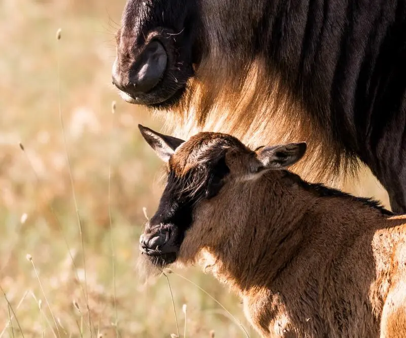 A newborn wildebeest, under the protection of its mother.