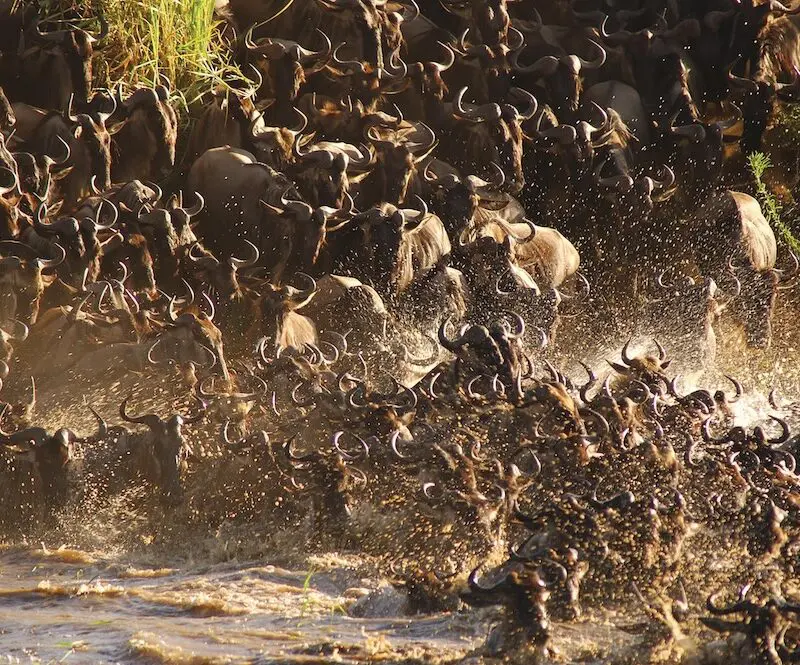 The river crossings of the Great Migration
