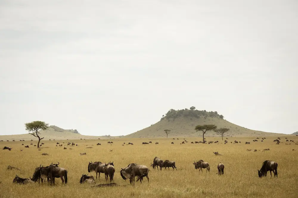 tanzania
