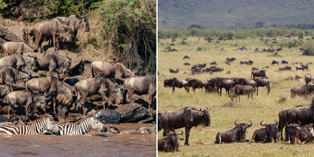 Left: The dramatic river crossings. Right: The calving season.