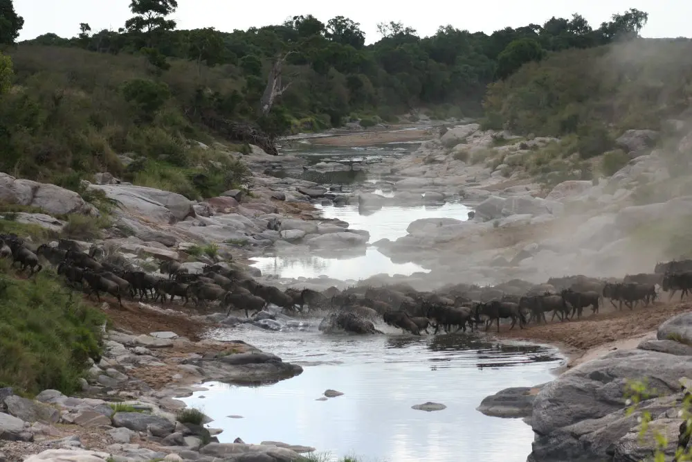 A herd of migrating wildebeest cross the Talek River in front of Rekero