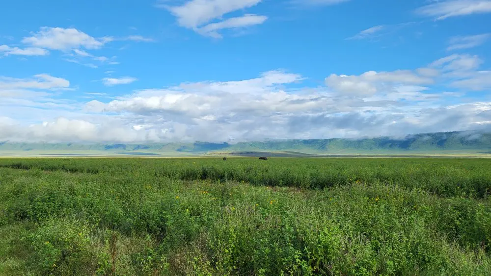 The greenery of the Ngorongoro Conservation Area